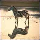 Quel est cet animal ?