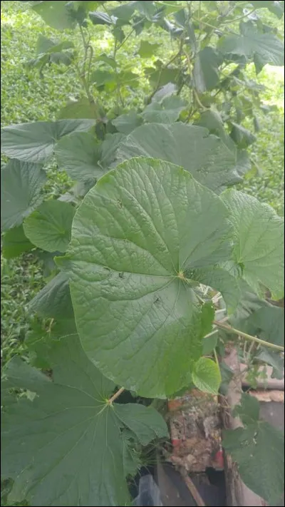 La lixiviation du sol désigne :