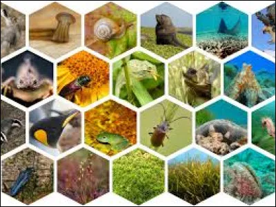 Les sciences participatives sur la biodiversité permettent à tous de :