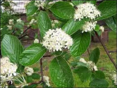 Saurez-vous reconnaître cette plante ?