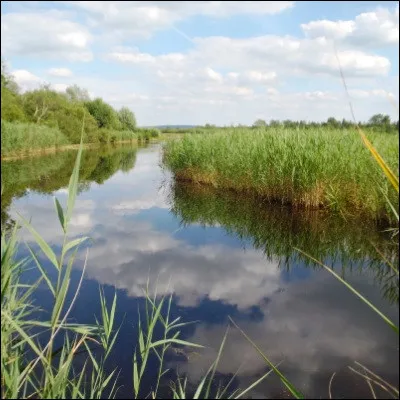 Comment appelle-t-on une couche d'eau peu profonde dont la v&eacute;g&eacute;tation est form&eacute;e de plantes basses ?