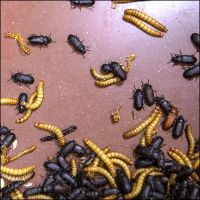 Comment appelle-t-on la larve de l'animal dont le nom scientifique est Bufo bufo ?