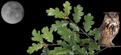 Sur quel arbre s'est posé Quizzou ?