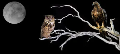 L'aigle et le Hibou est une fable de La Fontaine. Vrai ou faux ?