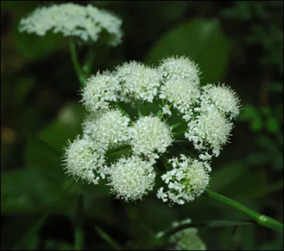 Quel est le nom de cette plante vivace mellif&egrave;re &agrave; tubercules comestibles, un l&eacute;gume ancien oubli&eacute; ?