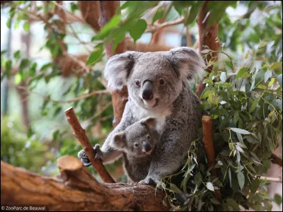 J'ose espérer que vous n'aurez pas de problème pour identifier le continent !