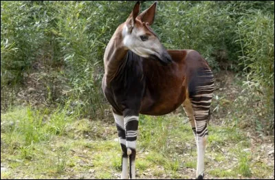 On ne connait cet animal que depuis environ 120 ans (en 1901) , sur quel continent d'après vous ?