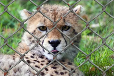 Trouvez le ou les continents où vit ce félin !