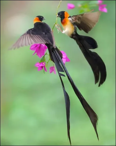 Ce sont certainement les plus beaux oiseaux du monde de par leurs différentes espèces, en tout cas les plus nombreux, pour les voir il vous faudra prendre l'avion et atterrir ...