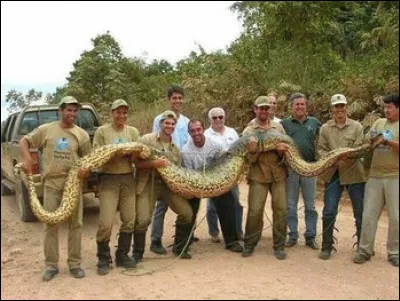 Pas forcément le plus long serpent du monde, encore que rien n'est moins sûr, mais assurément le plus lourd, j'en ai vus pas mal, et il est loin d'être aussi agressif (fort heureusement d'ailleurs) que l'on essaie de nous le faire croire dans des films à sensation, mais sur quel continent me direz-vous ?