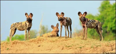 C'est un chien sauvage qui vit et chasse en meute, partant de là, vous devriez trouver le continent !