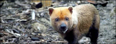 On l'appelle chien des bois ou chien des buissons, à vous de découvrir son lieu de vie !