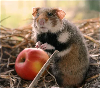 Si vous reconnaissez cet animal, c'est gagné et vous avez droit à toute ma considération !