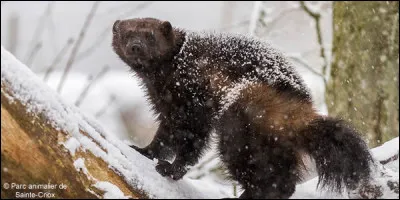 Il pèse entre 12 et 20 kg, pourtant il n'hésite pas à voler son repas à toute une meute de loups ou à s'attaquer à des animaux facilement 10 fois plus gros que lui, à croire qu'il a des supers pouvoirs, d'ailleurs un héros des X-Men porte son nom anglais, il ne vous reste plus qu'à trouver le continent !