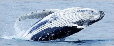 Quel est le petit de la baleine ?
