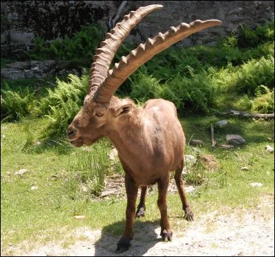 Corn comme bête à cornes, quelle est celle-ci ?