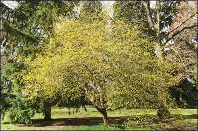 Corn comme cornouiller : que sont ses fruits ?