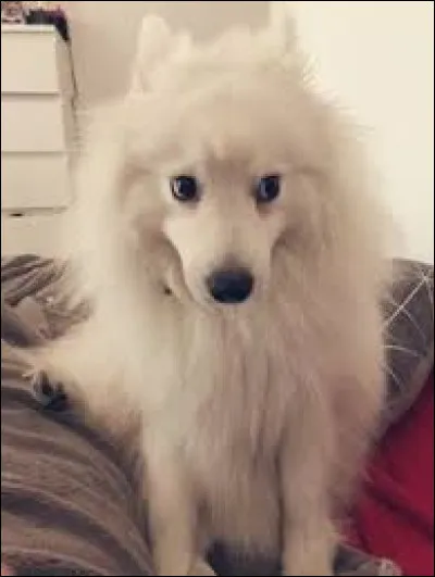 Quel est le nom de son premier chien ?