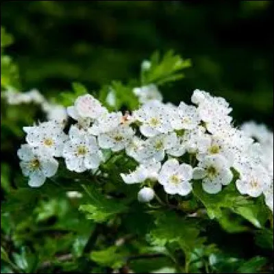 Quel arbuste n'est pas persistant ?