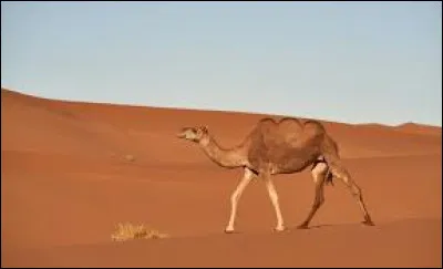 Combien le chameau a-t-il de bosses ?