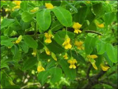 Quel est cet arbuste très rustique, jusqu'à 40°C !