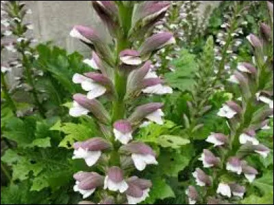 Trouvez le nom de cette plante drageonnante !