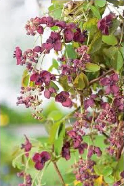 Cochez le nom de cette plante !