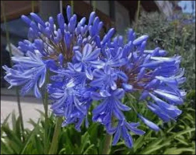 Quelle est cette vivace ?