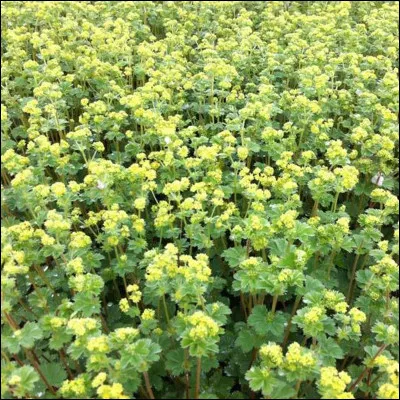 Quelle est cette plante herbacée vivace à fleurs de la famille des Rosacées ?