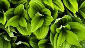 Quiz Plantes