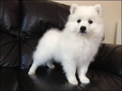 Quelle est la race de Wilson ?