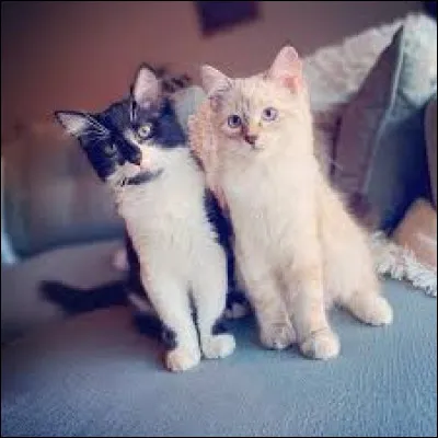 Quels sont les noms de ses chats sur l'image ci-dessus ?