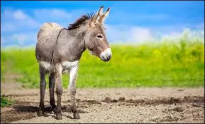 Qui a chanté "Le Petit Âne gris" ?