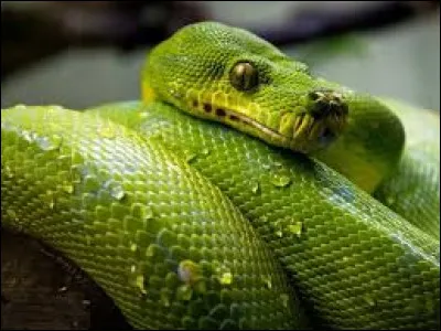 Quel animal aimes-tu le plus ?