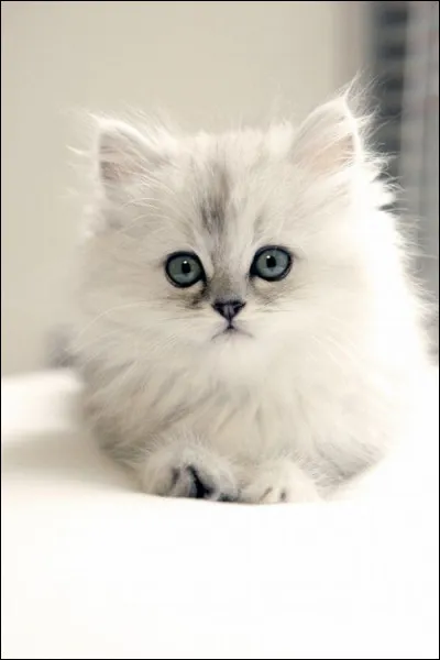 Ta famille adopte un chat et vous cherchez tous un prénom. Malheureusement, personne n'est d'accord, il va donc falloir voter. Mais toi, quel nom proposes-tu pour ton chat ?