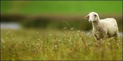 Dans quel département se situe Agneaux ?