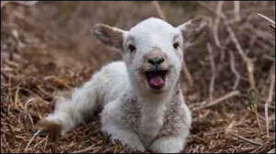 L'Agneau est aussi :