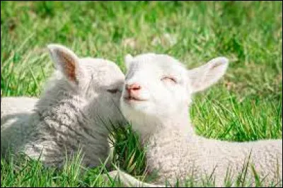 C'est un symbole dans les religions juive et chrétienne.