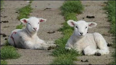 Complétez cette expression : ____ comme un agneau !