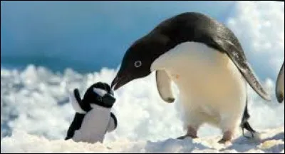 Mignons ces deux pingouins non ?