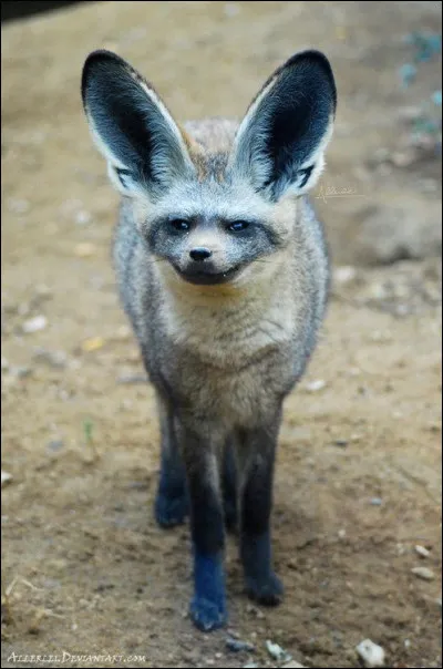 Cet animal n'existe pas, c'est une peluche !