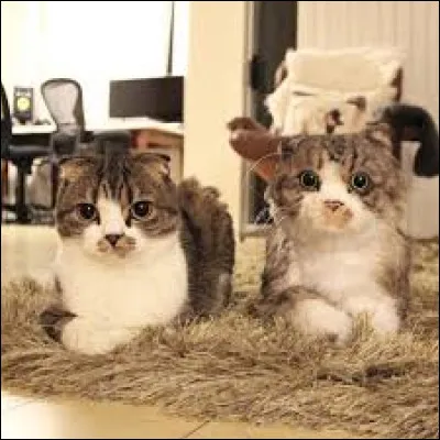 Ils sont réels tous les deux. Ne sont-ils pas mignons ces deux chats ?