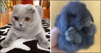 Et pour terminer, que voyez-vous sur la photo ?