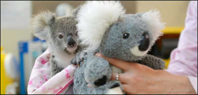 Sur cette photo, vous pouvez voir un koala et une peluche !