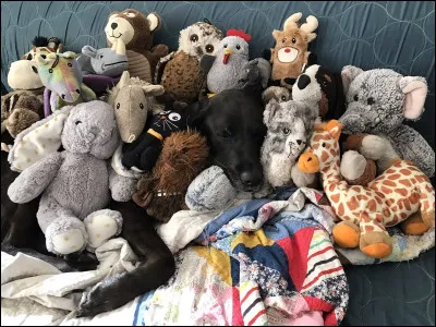 Sur cette photo, il n'y a que des peluches !