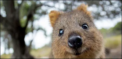 Sur cette photo, on peut voir une peluche !