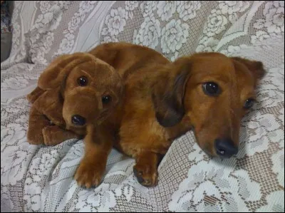 Sur cette photo, il y a deux chiens !