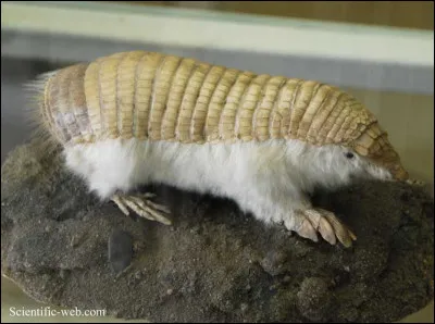 Cette chose bizarre est une peluche !