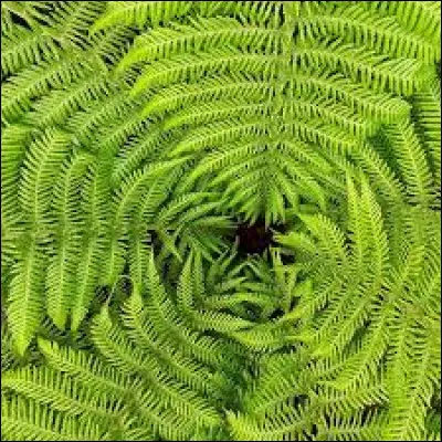 D'où est-elle originaire ?