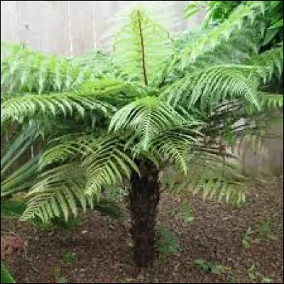 Quel emplacement choisir pour cette fougère ?